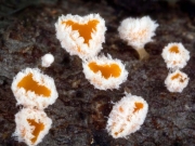 털컵버섯(쌍색털컵버섯) (Lachnum bicolor (Bull.) P. Karst. > Dasyscyphus bicolor (Bull.) Fuckel)