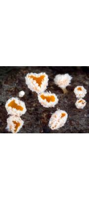 털컵버섯(쌍색털컵버섯) (Lachnum bicolor (Bull.) P. Karst. > Dasyscyphus bicolor (Bull.) Fuckel)
