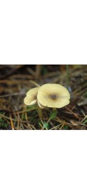 파열외대버섯 (Entoloma fracturans Horak)
