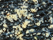 수지털컵버섯(수지황종지버섯) (Lachnum corticale (Pers.) Nannf. > Dasyscyphus corticalis (Pers.) Mass.)