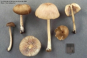 향외대버섯 (Entoloma fragrans Hesler 향외대버섯)