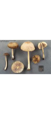 향외대버섯 (Entoloma fragrans Hesler 향외대버섯)