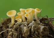 꼬마털컵버섯 (Lachnum pygmaeum (Fr.) Bres.  > Dasyscyphus pygmeaus (Fr.) Sacc.)