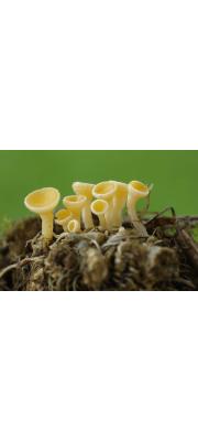 꼬마털컵버섯 (Lachnum pygmaeum (Fr.) Bres.  > Dasyscyphus pygmeaus (Fr.) Sacc.)