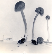 흑가루외대버섯 (Entoloma fuliginosum (Murr.) Hesler)