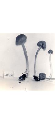 흑가루외대버섯 (Entoloma fuliginosum (Murr.) Hesler)