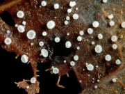 단풍잎털컵버섯(리트머스털컵버섯) (Lachnum rhytismatis (Phill.) Nannf. > Dasyscyphus rhytismatis)