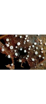 단풍잎털컵버섯(리트머스털컵버섯) (Lachnum rhytismatis (Phill.) Nannf. > Dasyscyphus rhytismatis)