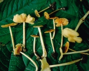 흰연기외대버섯 (Entoloma fumosialbum Murr.)