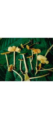 흰연기외대버섯 (Entoloma fumosialbum Murr.)