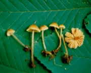 연기외대버섯 (Entoloma fumosum Hesler)