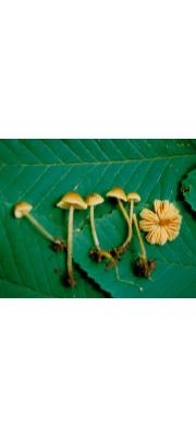 연기외대버섯 (Entoloma fumosum Hesler)