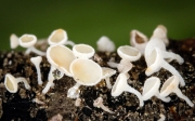 종지털컵버섯(솜털종지버섯, 종지털컵버섯) (Lachnum virgineum (Batsch) P. Karst. > Dasyscyphus virgineus)