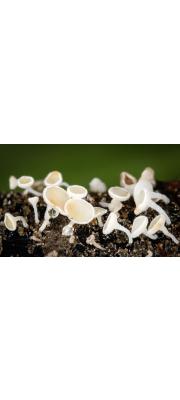 종지털컵버섯(솜털종지버섯, 종지털컵버섯) (Lachnum virgineum (Batsch) P. Karst. > Dasyscyphus virgineus)