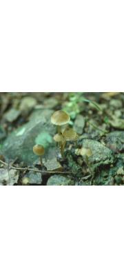 검댕이외대버섯 (Entoloma fuscodiscum Hesler)