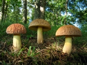 호두산그물버섯(홀트껄껄이그물버섯) (Xerocomus hortonii (Sm. &Thiers) Manfr. Binder & Besl  > Leccinum hortonii (Sm. & Thiers) Hongo & Nagas.)