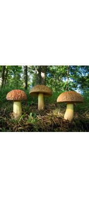 호두산그물버섯(홀트껄껄이그물버섯) (Xerocomus hortonii (Sm. &amp;Thiers) Manfr. Binder &amp; Besl  > Leccinum hortonii (Sm. &amp; Thiers) Hongo &amp; Nagas.)
