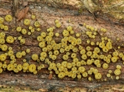 황금종지버섯(털컵버섯) (Neodasyscypha cerina (Pers.) Spoon. > Dasyscyphus cerinus (Pers.) Fuckel)