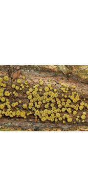 황금종지버섯(털컵버섯) (Neodasyscypha cerina (Pers.) Spoon. > Dasyscyphus cerinus (Pers.) Fuckel)