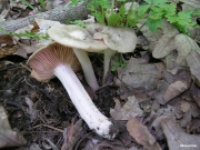 회색외대버섯아재비 (Entoloma grayanum (Peck) Sacc.  > Entoloma grayanum var. grayanum (Peck) Sacc.)