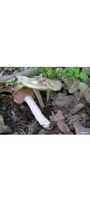 회색외대버섯아재비 (Entoloma grayanum (Peck) Sacc.  > Entoloma grayanum var. grayanum (Peck) Sacc.)