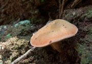 붉은테산그물버섯(칠갑산그물버섯) (Xerocomus parvulus Hongo)