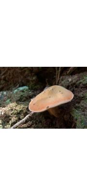 붉은테산그물버섯(칠갑산그물버섯) (Xerocomus parvulus Hongo)