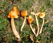 회갈색외대버섯 (Entoloma griseobrunneum Hesler)