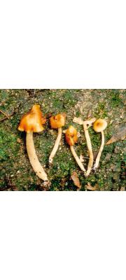 회갈색외대버섯 (Entoloma griseobrunneum Hesler)