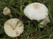 두엄흰갈대버섯(두엄큰갓버섯) (Chlorophyllum alborubescens (Hongo) Vellinga > Macrolepiota alborubescens (Hongo) Hongo﻿﻿))