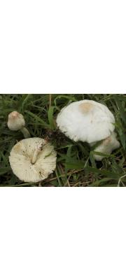 두엄흰갈대버섯(두엄큰갓버섯) (Chlorophyllum alborubescens (Hongo) Vellinga > Macrolepiota alborubescens (Hongo) Hongo﻿﻿))