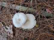 흰색외대버섯 (Entoloma hesleri Morgan-Jones  > Entoloma albidum Hesler > Leptoniella albida Murr.)
