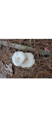 흰색외대버섯 (Entoloma hesleri Morgan-Jones  > Entoloma albidum Hesler > Leptoniella albida Murr.)