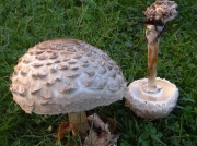 큰갓흰갈대버섯(큰갈대버섯아재비, 큰갓버섯아재비) (Chlorophyllum rhacodes (Vitt.) Vellinga > :Macrolepiota rhacodes (Vitt.) Sing >  Machrolepiota racodes (Vitt.) Sing. var. rhacodes)