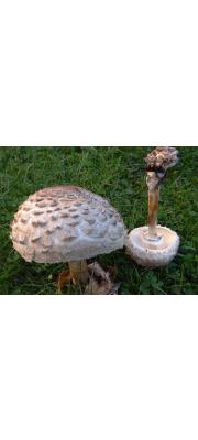 큰갓흰갈대버섯(큰갈대버섯아재비, 큰갓버섯아재비) (Chlorophyllum rhacodes (Vitt.) Vellinga > :Macrolepiota rhacodes (Vitt.) Sing >  Machrolepiota racodes (Vitt.) Sing. var. rhacodes)