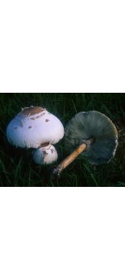 독흰갈대버섯(독큰갓버섯) (Chlorophyllum neomastoideum (Hongo) Vellinga > Macrolepiota neomastoidea (Hongo) Hongo﻿﻿))