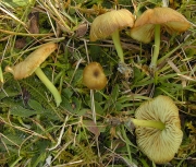 녹색외대버섯 (Entoloma incanum (Fr.) Hesler  > Entoloma incanum (Fr.) Hesler var. incanum)