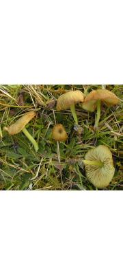 녹색외대버섯 (Entoloma incanum (Fr.) Hesler  > Entoloma incanum (Fr.) Hesler var. incanum)