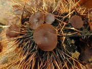 털밤껍질버섯 (Lanzia echinophila (Bull.) Korf)