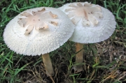 흰갈대버섯 (Chlorophyllum molybdites (Meyer) Massee)