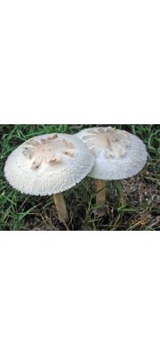 흰갈대버섯 (Chlorophyllum molybdites (Meyer) Massee)