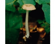 햇외대버섯 (Entoloma intutum Corner & Horak)