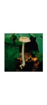 햇외대버섯 (Entoloma intutum Corner &amp; Horak)