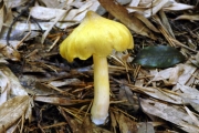 무등외대버섯(신칭) (Entoloma kansaiensis Hongo)