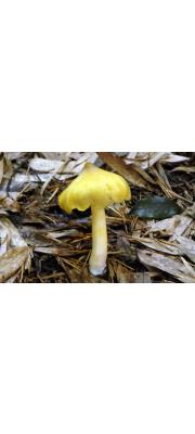 무등외대버섯(신칭) (Entoloma kansaiensis Hongo)