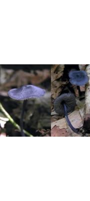 군청색외대버섯부치 (Entoloma kauffmanii Malloch  > Rhodophyllus coelestinus var. violaceus (Kauffman) A.H. Sm.)