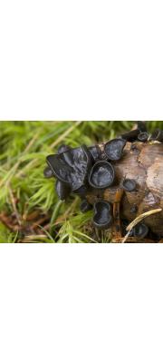 주머니자루접시버섯 (Rutstroemia bulgarioides (Rabenh.) P. Karst.)
