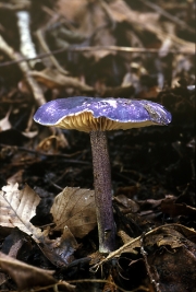 흑갈회색외대버섯(남보라외대버섯) (Entoloma kujuensis (Hongo) Noordel. & Co-David  > Rhodophyllus kujuensis Hongo)