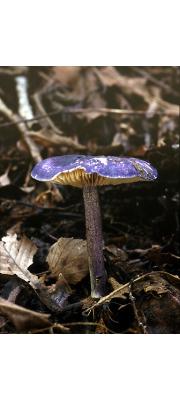 흑갈회색외대버섯(남보라외대버섯) (Entoloma kujuensis (Hongo) Noordel. &amp; Co-David  > Rhodophyllus kujuensis Hongo)