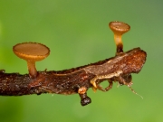 작은자루접시버섯(작은잎맥버섯) (Rutstroemia petiolorum (Rober. ex Desm.) White)